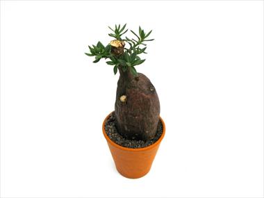 Foto fiore da  Vaso Cactus Caudex pachypodium bispinosum