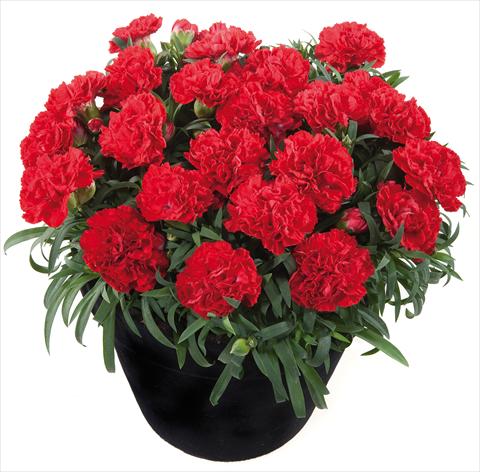 Foto fiore da  Basket o vaso Dianthus Sunflor® Red Bull