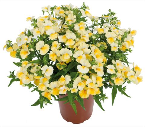 Foto fiore da  Basket o vaso Nemesia Angelart® fides® Pineapple