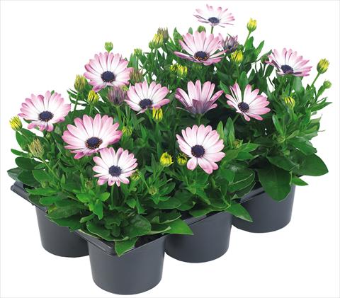 Foto fiore da  Vaso e aiola Osteospermum Margarita Nano® fides® Pink Bicolor