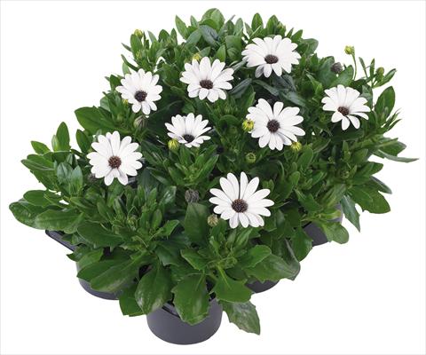 Foto fiore da  Vaso e aiola Osteospermum Margarita Nano® fides® White