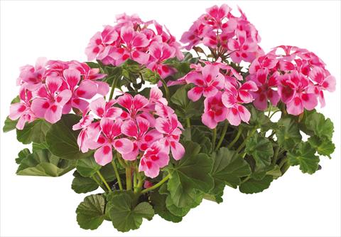 Foto fiore da  Vaso, balcone, basket Pelargonium peltatum Pop Idols® fides® Lilac with Eye