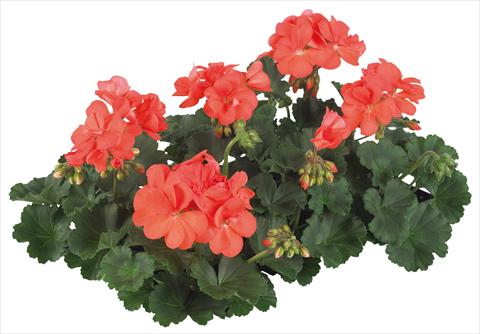 Foto fiore da  Vaso, balcone, basket Pelargonium peltatum Pop Idols® fides® Salmon