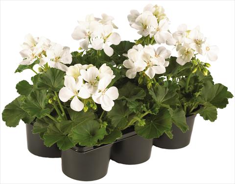 Foto fiore da  Vaso, balcone, basket Pelargonium peltatum Pop Idols® fides® White