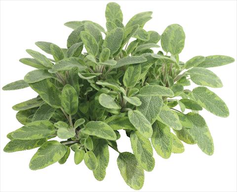 photo of flower to be used as: Pot and bedding Salvia officinalis Icterina (Bicolor)