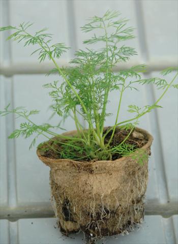 Foto fiore da  Aiuola, balcone, basket Anetum graveolens 