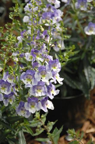 Foto fiore da  Vaso, aiuola, balcone, basket Angelonia Angelface Blu Bicolor