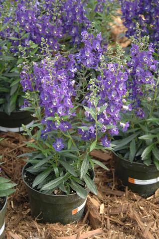 Foto fiore da  Vaso, aiuola, balcone, basket Angelonia Angelface Dark Violet