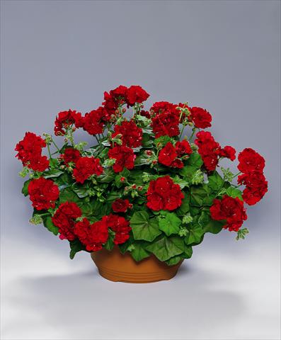 Foto fiore da  Aiuola, balcone, basket Pelargonium peltatum pac® Tomgirl