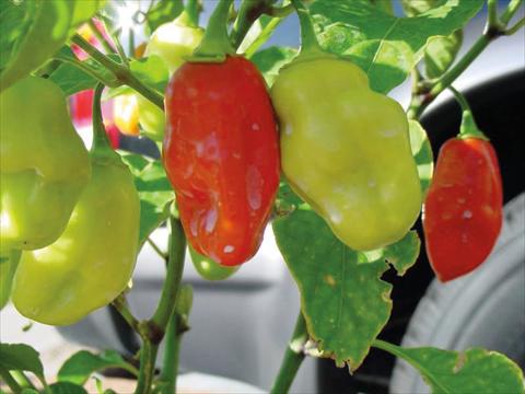 photo of flower to be used as: Pot and bedding Capsicum chinense Habanero