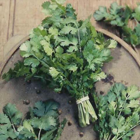 Foto fiore da  Vaso, aiuola, balcone Coriandrum sativum 