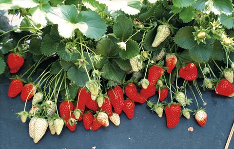 photo of flower to be used as: Pot, bedding, patio Fragaria unifera Anita