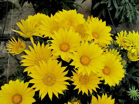 photo of flower to be used as: Bedding / border plant Gazania Mirador