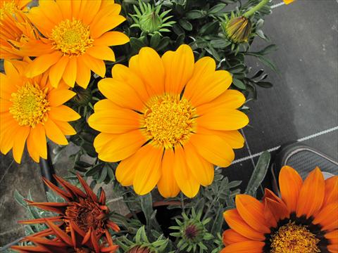 photo of flower to be used as: Bedding / border plant Gazania Nahui
