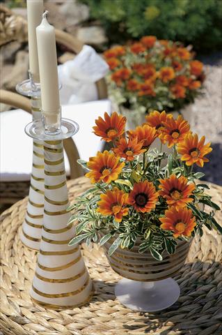 photo of flower to be used as: Bedding / border plant Gazania Tiger Eye bronzo