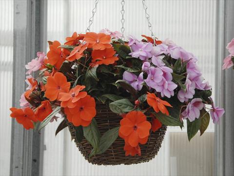 Foto fiore da  Vaso, aiuola, balcone, basket Impatiens N. Guinea Divine Mix