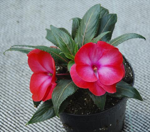 Foto fiore da  Vaso, aiuola, balcone, basket Impatiens N. Guinea Paradise® Manga