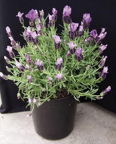 Foto fiore da  Vaso e aiola Lavandula stoechas Purple