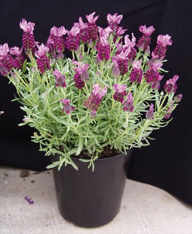 Foto fiore da  Vaso e aiola Lavandula stoechas Rosa