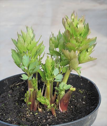 Foto fiore da  Vaso, aiuola, balcone Levisticum officinale 