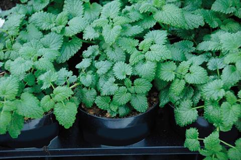 Foto fiore da  Vaso, aiuola, balcone Melissa officinalis 