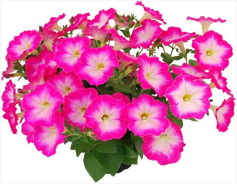 Foto fiore da  Vaso, aiuola, balcone, basket Petunia Veranda® Hot Pink