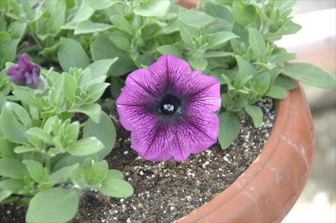 Foto fiore da  Vaso, aiuola, balcone, basket Petunia Veranda® Orchid