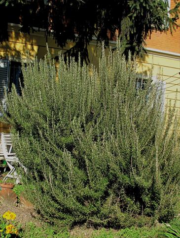 Foto fiore da  Aiuola e/o bordura Rosmarinus officinalis eretto