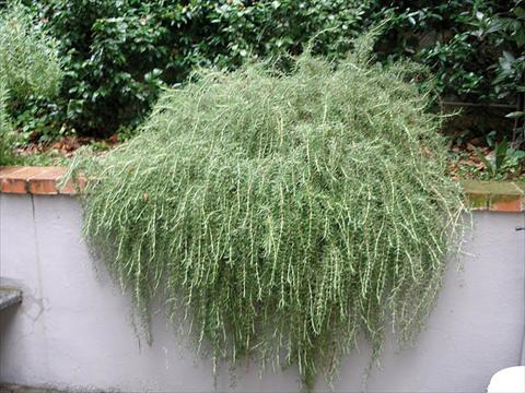 photo of flower to be used as: Bedding / border plant Rosmarinus officinalis prostrato