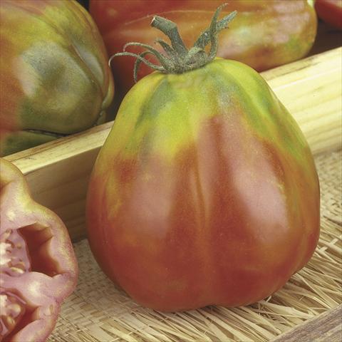 Foto fiore da  Vaso, aiuola, balcone Solanum lycopersicum (pomodoro) Canestrino