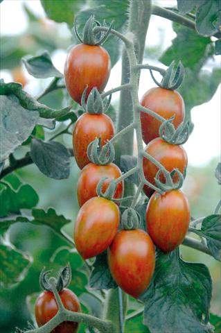 Foto fiore da  Vaso, aiuola, balcone Solanum lycopersicum (pomodoro) Datterino striato