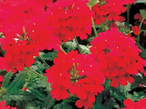 Foto fiore da  Vaso, balcone, basket Verbena Superbena Bushy Crimson