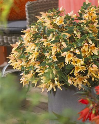 Foto fiore da  Basket vaso o aiuola Begonia Crakling Fire Creamy Yellow