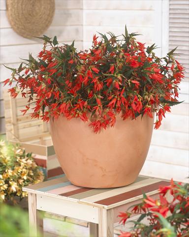 Foto fiore da  Basket vaso o aiuola Begonia Crakling Fire Orange