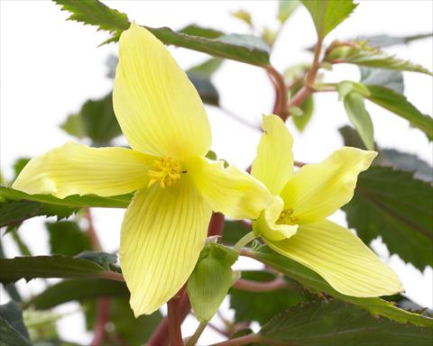 Foto fiore da  Basket vaso o aiuola Begonia Crakling Fire Yellow