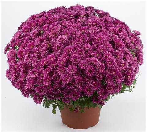 Foto fiore da  Vaso e aiola Chrysanthemum Belgian Erina Mauve