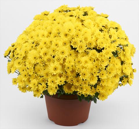 Foto fiore da  Vaso e aiola Chrysanthemum Belgian Pikato