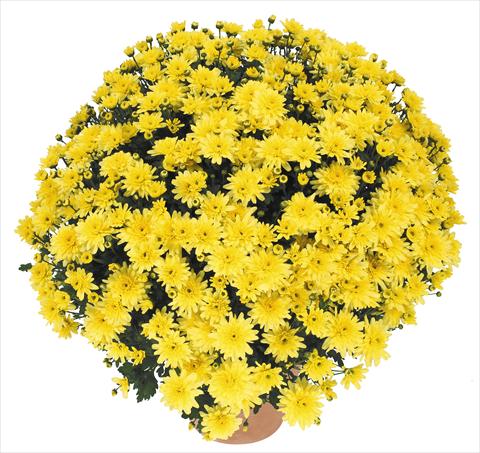 Foto fiore da  Vaso e aiola Chrysanthemum Golette Burma Jaune