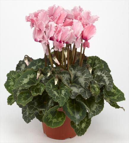 Foto fiore da  Basket o vaso Cyclamen persicum Halios® Curly Rose saumoné e Flammé