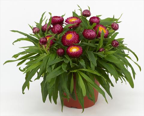 Foto fiore da  Vaso e aiola Helichrysum (Bracteantha) Braxi Violet