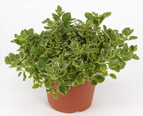 photo of flower to be used as: Pot and bedding Origanum vulgare Ah...Roma Origanum Variegata