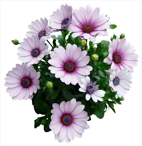 Foto fiore da  Vaso e aiola Osteospermum Cape Daisy Purple Illumination