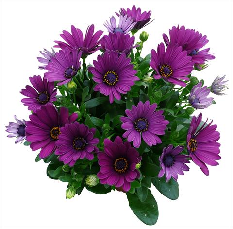 Foto fiore da  Vaso e aiola Osteospermum Cape Daisy Purple