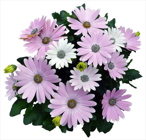 Foto fiore da  Vaso e aiola Osteospermum Cape Daisy Softly Pink