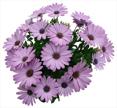 Foto fiore da  Vaso e aiola Osteospermum Cape Daisy Zanzibar Pink