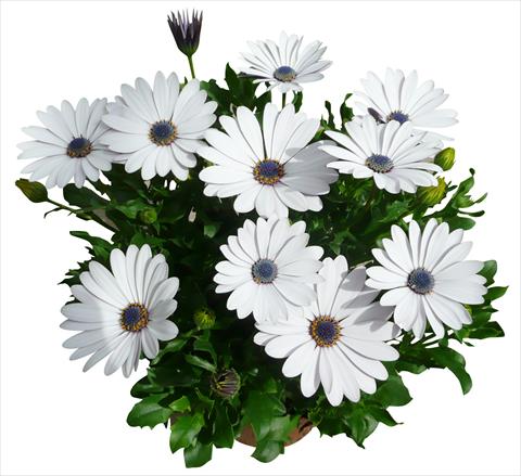 Foto fiore da  Vaso e aiola Osteospermum Cape Daisy Zanzibar White