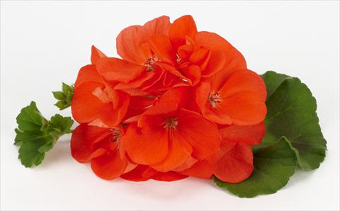 photo of flower to be used as: Pot, bedding, patio Pelargonium zonale Morning Sun