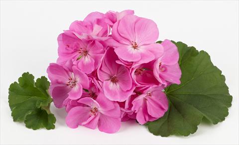 photo of flower to be used as: Pot, bedding, patio Pelargonium zonale Rosana