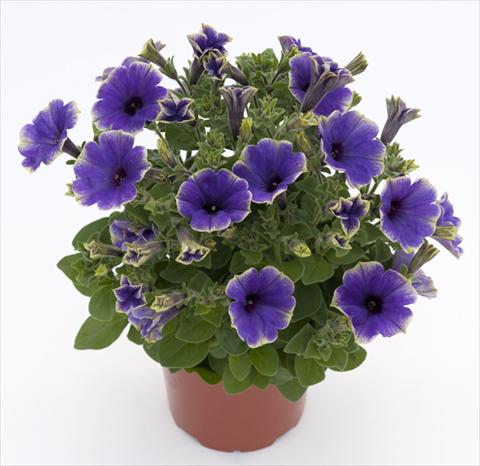 Foto fiore da  Vaso, aiuola, balcone, basket Petunia Moonlight