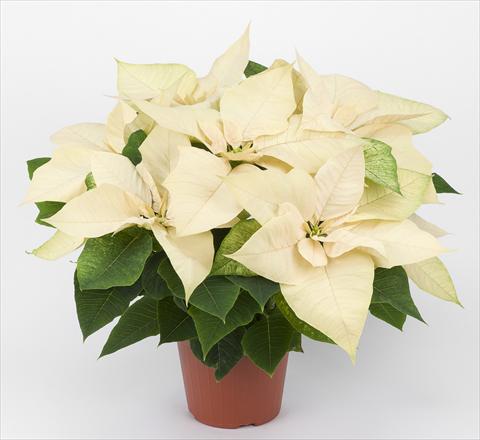 Foto fiore da  Vaso Poinsettia - Euphorbia pulcherrima Allegra Bianca